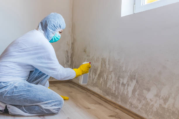 Licensed Mold Testing service in Islandia, NY - WQB Mold Removal